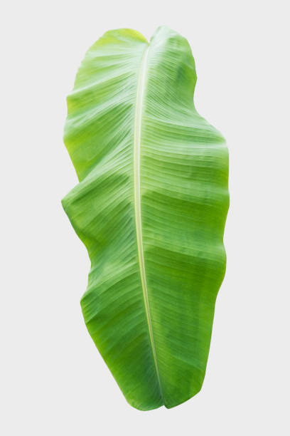 istock banana leaf.Isolated on white background with clipping path. 1043431436