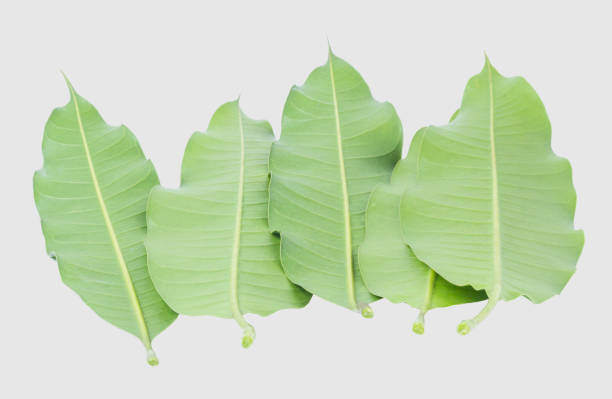 istock Green leaves of mango isolated on gray background, clipping path 1043431492