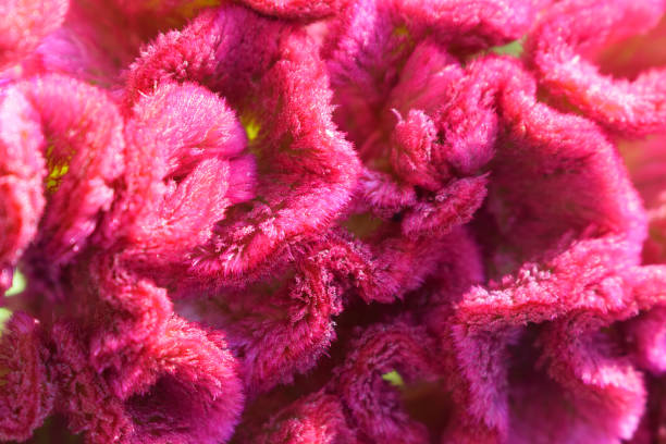 Pink or red surface. Fluffy meandering texture. Natural pattern. Floral background.