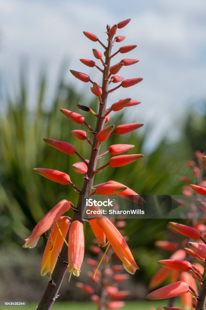 Foto de Flor De Laranja Aloe Plicatilis e mais fotos de stock de Aloe  plicatilis - Aloe plicatilis, Austrália, Babosa - Suculenta - iStock