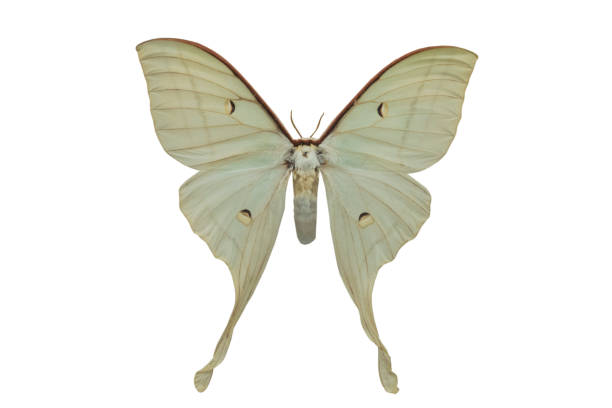 istock butterfly Actias artemis isolated on white 1043435342