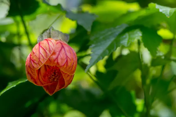 Abutilon Pictum aka Redvein Abutilon, Redein Flowering Maple and Chinese lantern. Viewed from below and growing in it's natural foliage setting.