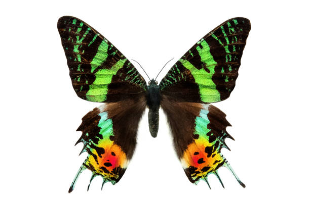 butterfly Sunset Moth Urania ripheus Madagascar isolated on white
