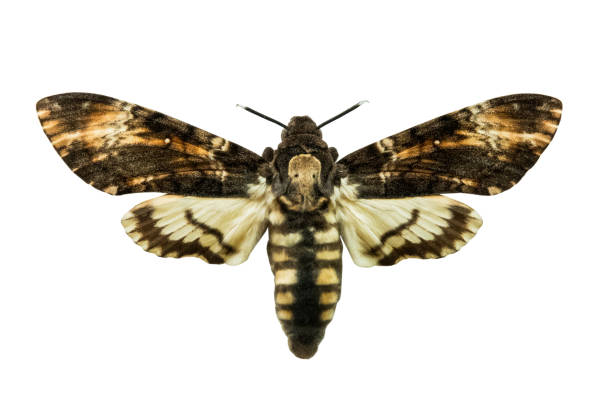 istock butterfly Acherontia atropos isolated on white 1043435412