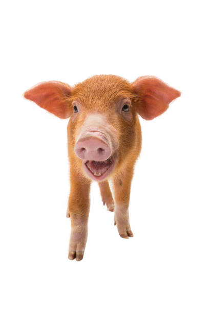 istock Yellow pig isolated on a white 1043435438