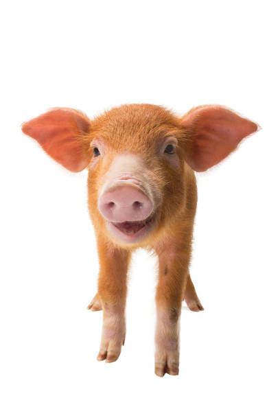 istock Yellow pig isolated on a white 1043435456