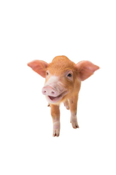 istock Yellow pig isolated on a white 1043435464