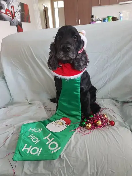 Close up of black cockerspaniel looking at camera wearing Christmas hat and tie