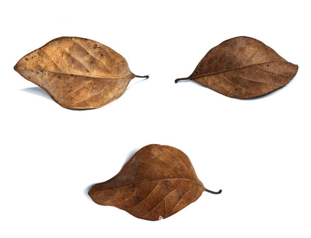 istock Emotions on human face were modeled from dry leaf 1043441032