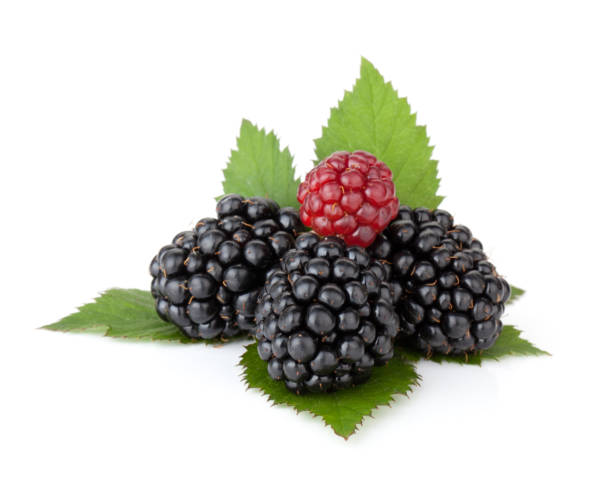 istock Ripe blackberry with leaves 1043444530