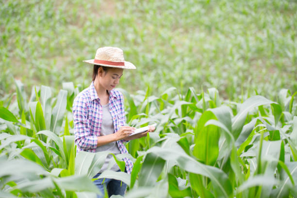 istock Agronomist examining plant in corn field,  farmer  analyzing corn plant. 1043447242