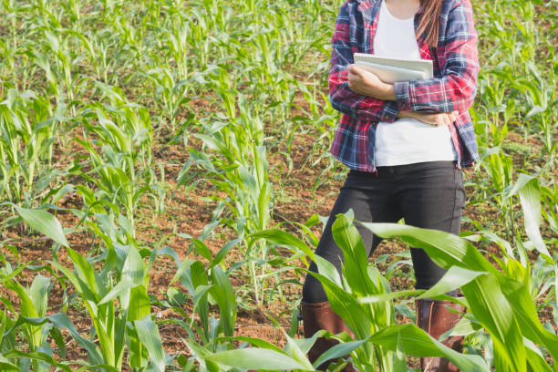 istock Agronomist examining plant in corn field,  farmer  analyzing corn plant. 1043447252