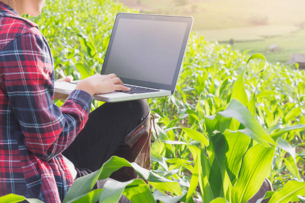 istock Agronomist examining plant in corn field,  farmer  analyzing corn plant. 1043447254