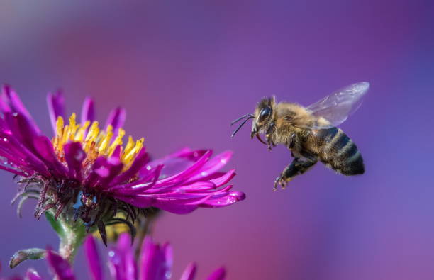 pszczoła - insect animal eye flower flower head zdjęcia i obrazy z banku zdjęć