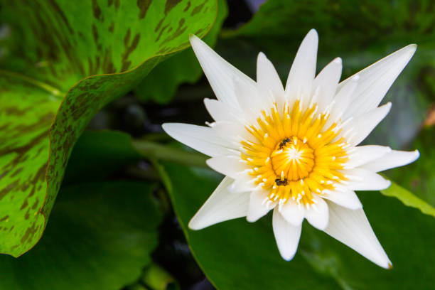 istock Beautiful white lotus with bee 1043455576