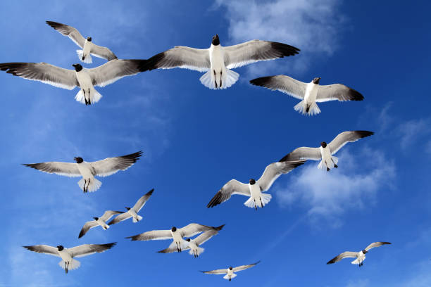 istock group of seagulls flying over clear sky 1043455972