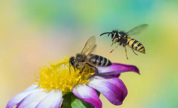 Photo of Bee and wasp