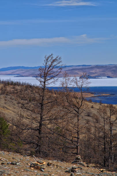 istock Larch in the Baikal lake in spring 1043464366
