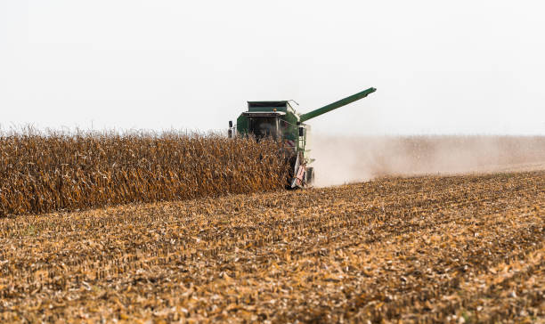 istock Harvesting of corn fields with combine 1043468040