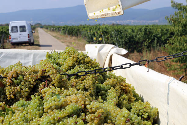 сбор винограда на виноградной верфи - chenin blanc стоковые фото и изображения