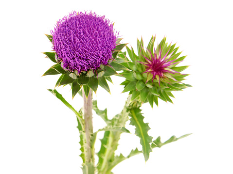 Blooming musk thistle isolated on white background, Carduus Nutans