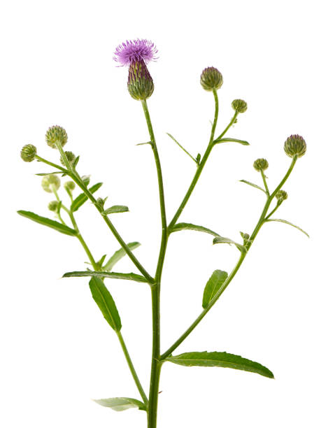 istock Blooming creeping thistle plant, Cirsium arvense 1043468330
