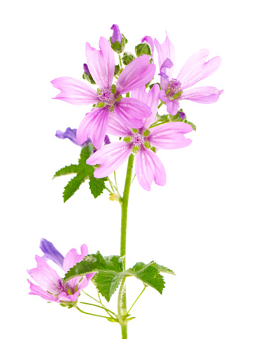 Blooming plant of mallow isolated on white background, Malva sylvestris