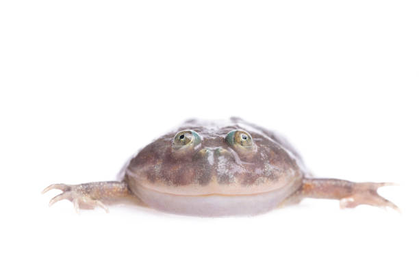 istock The Budgett's or hippo frog, Lepidobatrachus laevis, on white 1043468514
