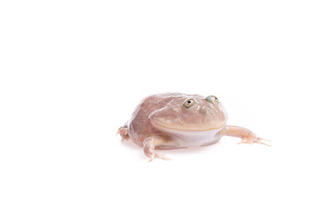 The Budgett's or hippo frog, Lepidobatrachus laevis, on white