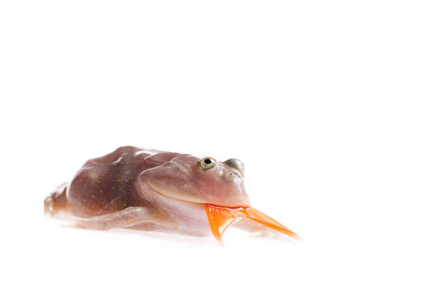 istock The Budgett's or hippo frog, Lepidobatrachus laevis, on white 1043468532