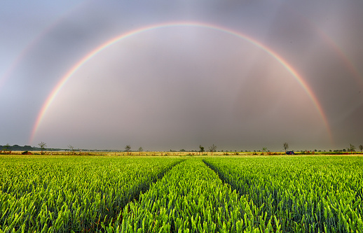 Rainbow over wheat field, panorama