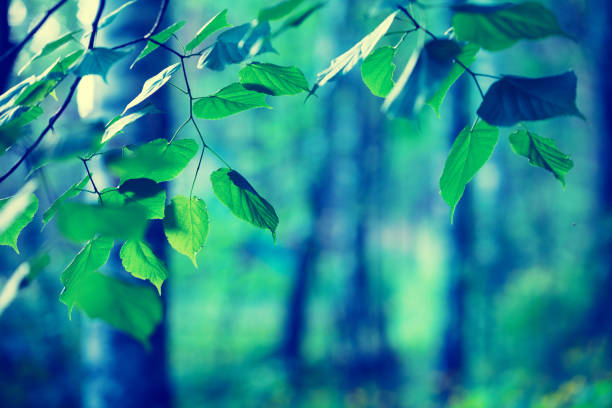 istock Birch grove in spring. Birch branches with green leaves, natural spring background. Selective focus 1043468682