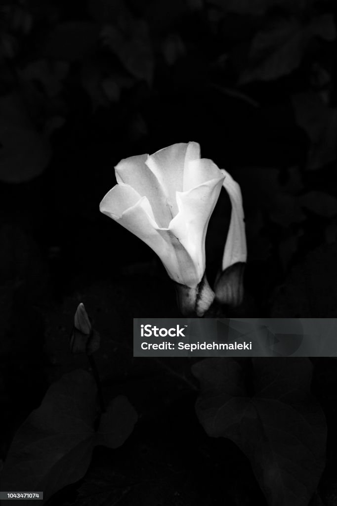 Monocrhome flower - Stock image Monocrhome blooming flower in black and white- Stock image. Black And White Stock Photo