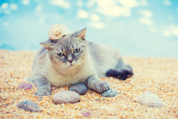 istock Siamese cat with sink on his head lies on the beach 1043471136