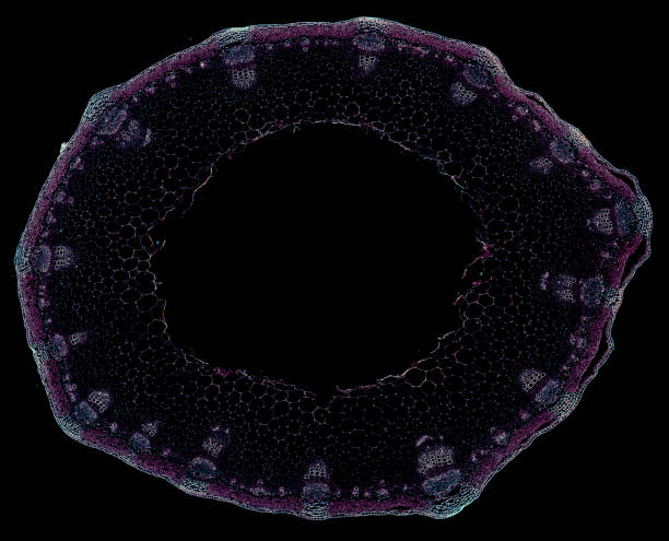 istock taraxacum mongolicum stem - cross section cut under the microscope 1043471640
