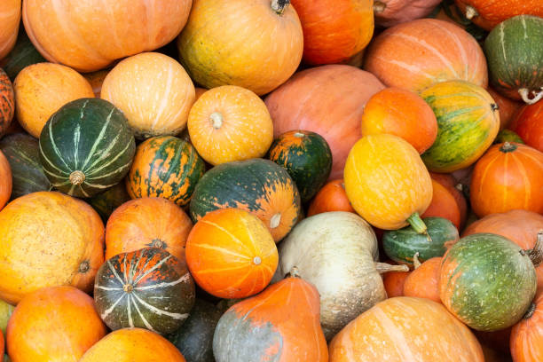 istock Different varieties of  pumpkins 1043476100