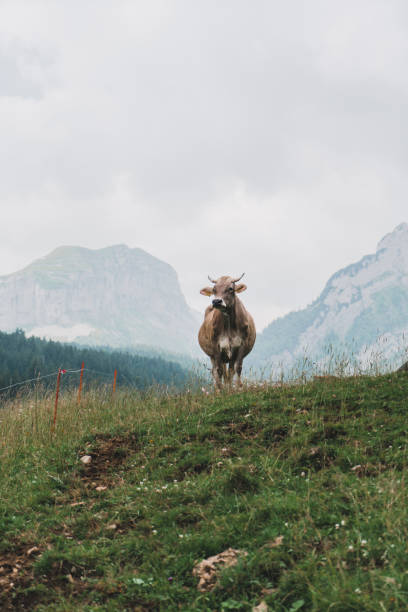 istock Cow on pasture in Swiss alps 1043476520