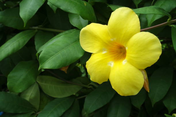 istock Flowers in Vietnam. 1043476702