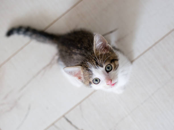 istock Cute kitten walking and play on a white floor at home 1043479416