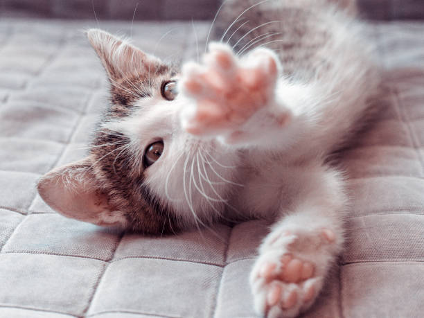 istock Cute kitten stretching on sofa at home, top view 1043480290