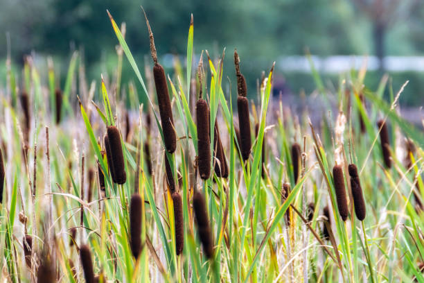 istock Thickets of river reeds. 1043480292