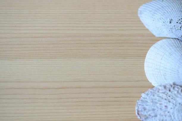 Wooden background with sea shells close up