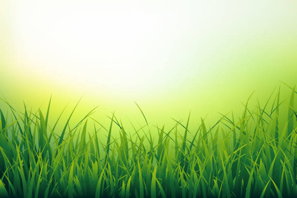신선한 녹색 잔디 클로즈업의 아름 다운 자연 배경 - blade of grass stock illustrations