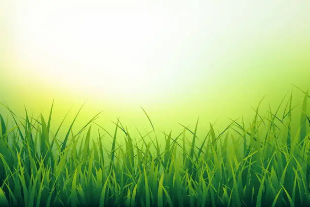 Vector illustration of Beautiful nature background of fresh green grass close-up