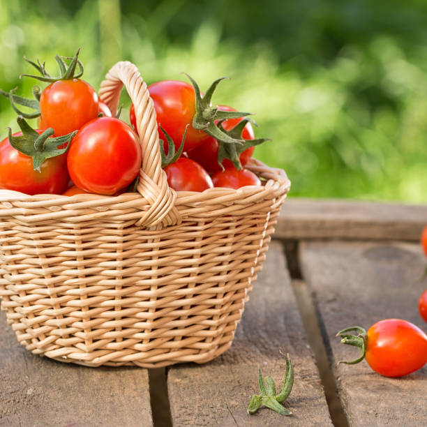 istock Red tomatoes in wicker basket on wooden table. 1043483384