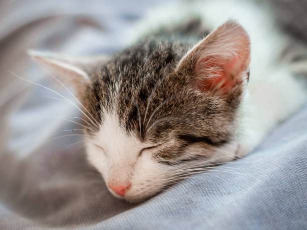 istock Cute little kitten with pink nose sleeps on the sofa 1043483466