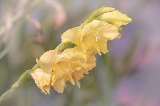 Daffodil in macro
