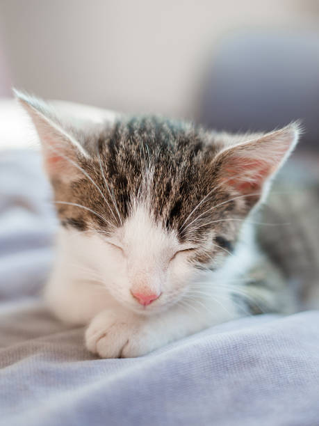 istock Cute little kitten with pink nose sleeps on the sofa 1043483550