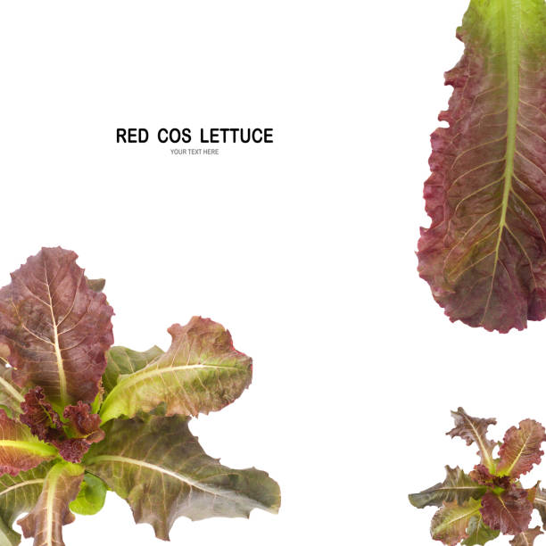 Creative layout made of lettuce RED COS leaf salad isolated on white background with clipping path