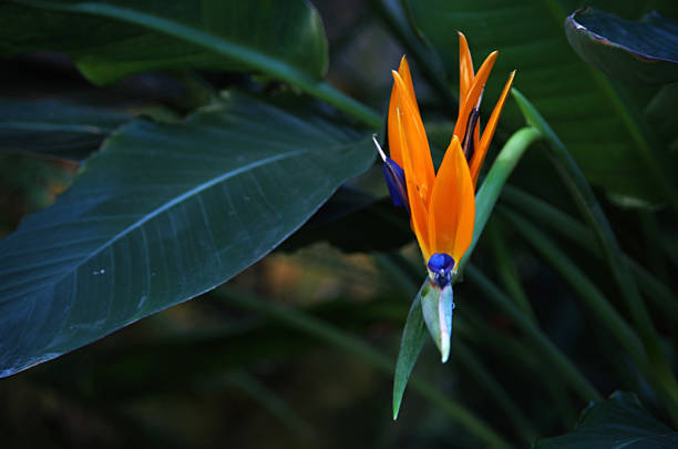 istock Flames Of The Flower 1043503218